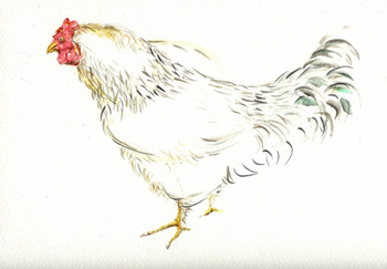 welsh hen